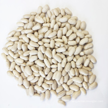 Wholesale High Quality Spanish White Kidney Beans